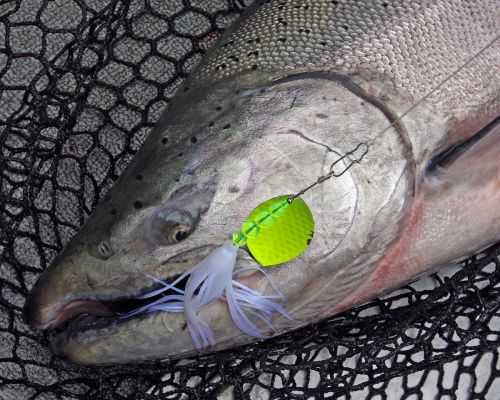 Trolling Spinners for Kings, Alaska Freshwater