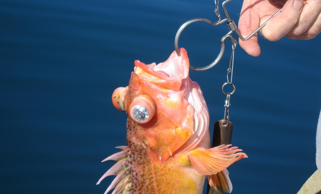 Rockfish Descenders: Why Are They Important? - Fish Alaska Magazine