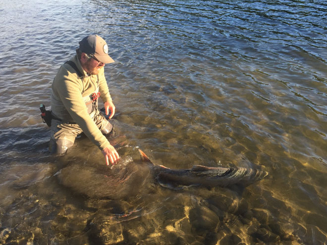 Alaska State Fish: All Hail the King!