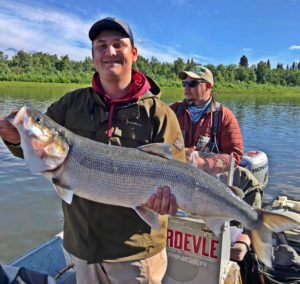 Sheefish at Alaskan Adventures - Fish Alaska Magazine