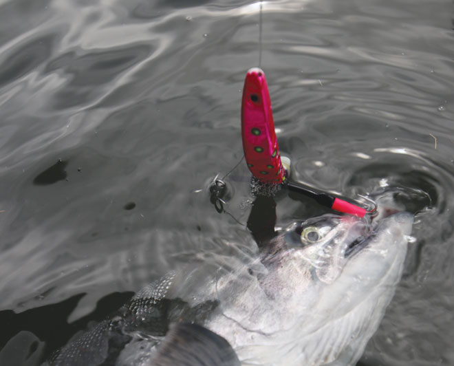 Zed Spinners for Salmon Fishing in New Zealand - Video