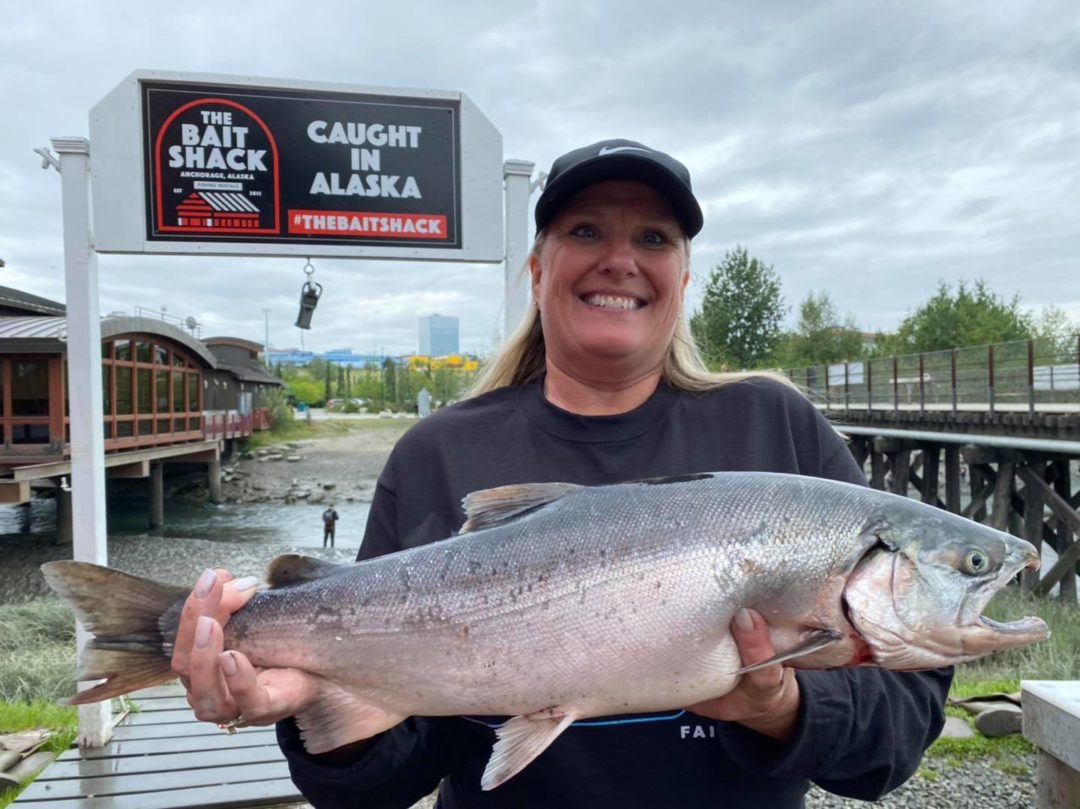 The Bait Shack  Anchorage, Alaska king and silver salmon fishing hole  providing rentals, bait, tackle and licenses.