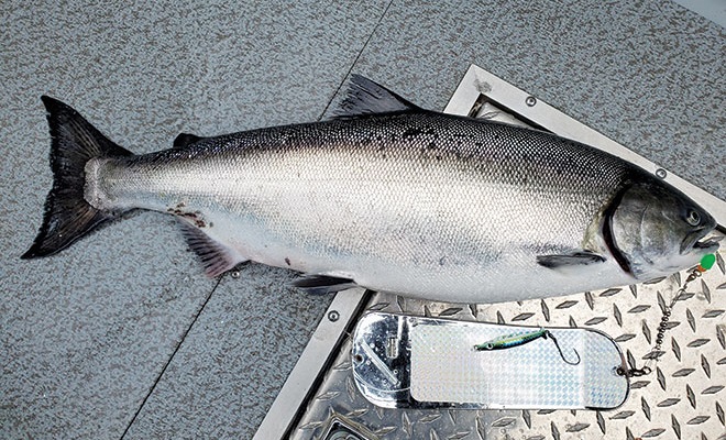 Rigging ideas for trolling for salmon