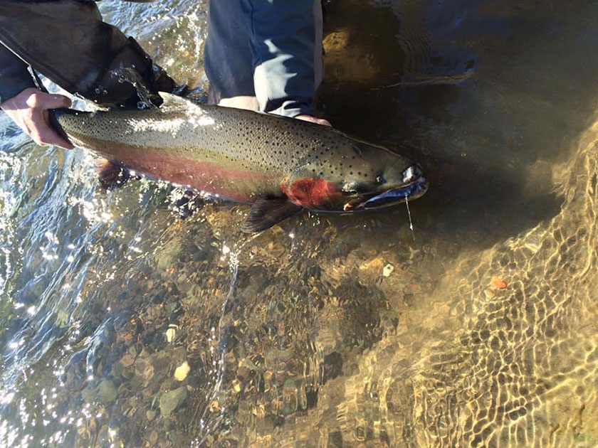 Spin or Fly for Early Steelhead?