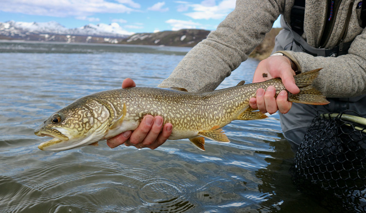 The Western Native Trout Challenge in Alaska - Fish Alaska Magazine