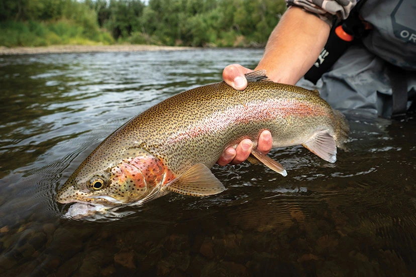 bristol bay protection